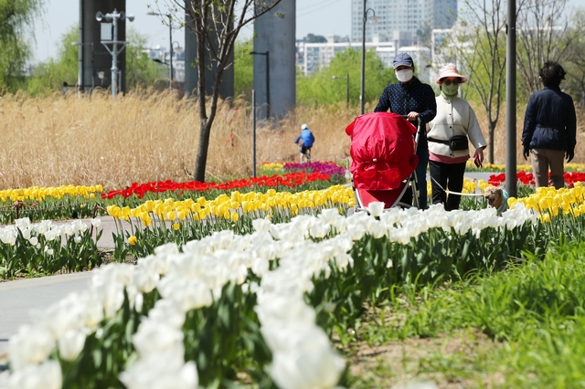 완연한 봄 날씨를 보인 지난 8일 서울 성동구 중랑천변에 튤립이 활짝 펴 있다. 성동구는 중랑천 약 1.2km구간(응봉체육공원~용비교)을 튤립산책로로 조성했다. (사진=성동구 제공)
