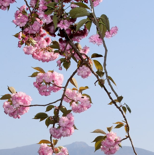 비교적 맑은 날씨를 보인 8일 오후 제주시 오라2동에 활짝핀 겹벚꽃이 한라산 자락과 조화를 이루며 시선을 끌고 있다.