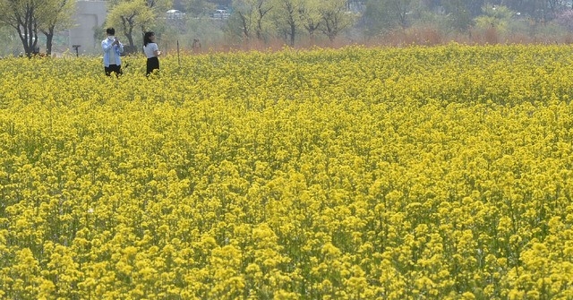 화창한 초여름 날씨를 보인 지난 3월 31일 오후 대구 북구 금호강 하중도 봄꽃단지를 찾은 시민들이 활짝 핀 유채꽃 배경으로 사진을 찍고 있다.