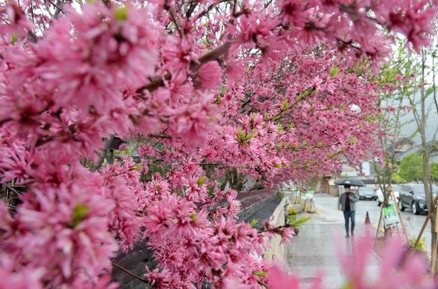 전북 전주한옥마을 담벼락에 박태기나무꽃이 만개해 있다.