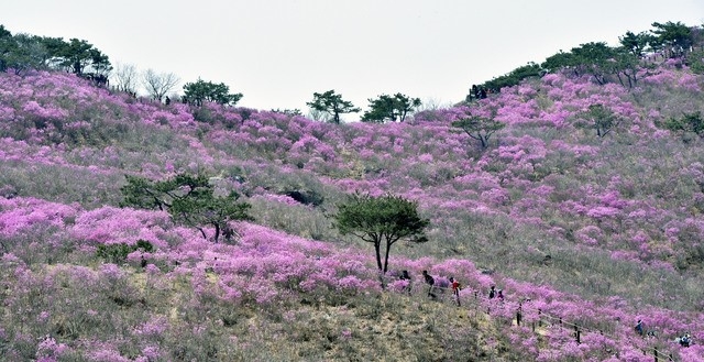 11일 대구 달성군 유가읍 비슬산 참꽃 군락지가 봄을 맞아 분홍빛으로 물들어 가고 있다. 달성군은 코로나19 확산 방지를 위해 올해 열기로 한 제25회 비슬산 참꽃 문화제를 취소했다.