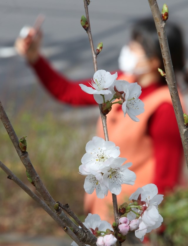 제주 시내 도로 옆에 서 있는 벚꽃나무가 꽃을 피워 시선을 사로잡고 있다.