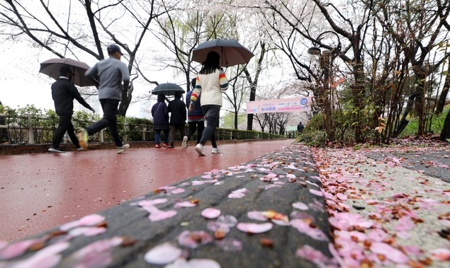 비가 내리고 있는 28일 오전 서울 송파구 석촌호수에 벚꽃이 떨어져 있다.