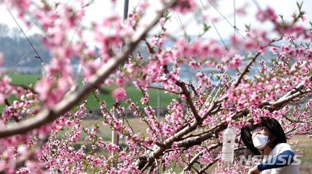 화창한 봄날씨를 보인 지난 9일 세종시 조치원읍의 한 복숭아 농장에서 농부가 만개한 복사꽃을 살펴보고 있다. 