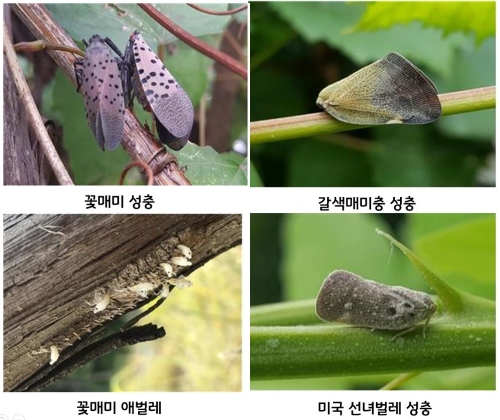 사진 제공 = 경기도농업기술원