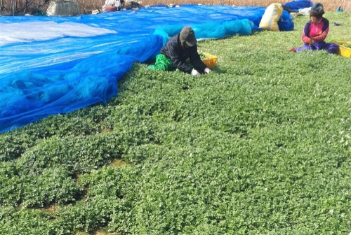 진도군, 봄 기운 가득한 ‘조도 쑥’ 수확 한창/사진=진도군