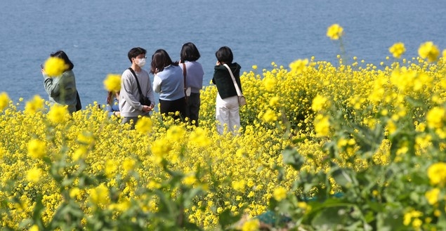 제주시 조천읍 함덕 서우봉에 상춘객들이 찾아와 활짝 핀 유채꽃을 배경으로 즐거운 시간을 보내고 있다.