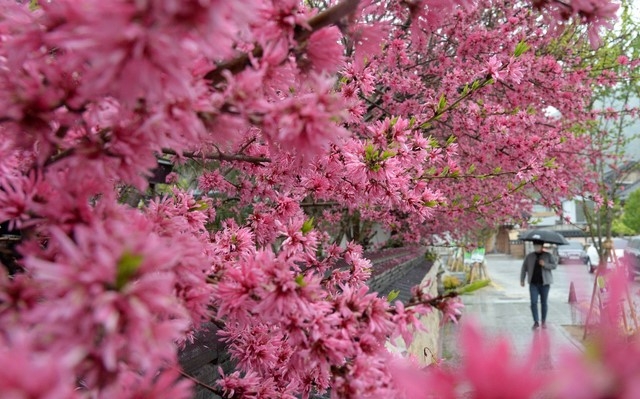 시원한 봄비가 내린 12일 전북 전주시 전주한옥마을 담벼락에 만개한 박태기나무꽃 뒤로 시민들이 우산으로 비를 피하며 길을 지나고 있다.