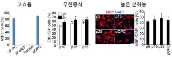 분화능과 증식능을 지닌 희소돌기아교 전구세포의 효율적 생산. 사진=가톨릭중앙의료원