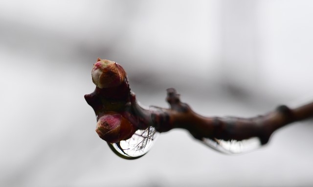포근한 날씨 속에 겨울비가 촉촉이 내린 지난 1월 26일 오후 경남 남해군 남면 인근 들녘에서 빗물을 머금은 매화꽃망울이 봄을 기다리고 있다.