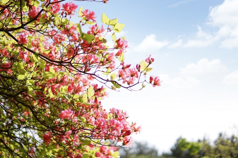 WE 호텔 제주, 비밀의 화원 패키지 선보여