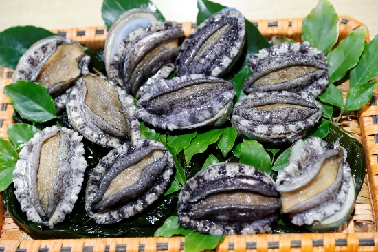 완도전복./사진=완도군