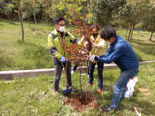목포시 부주동 바르게살기위원회는 최근 위원 및 동 공무원 등 15명이 참여해 초당산과 옥암천 일원에서 자라고 있는 250여 그루의 묘목에 대한 전지작업, 거름주기, 버팀목 설치 등을 실시했다/사진=목포시