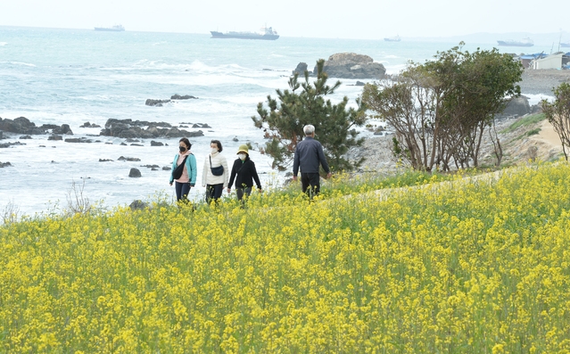 춘분(春分) 절기를 하루 앞둔 19일 울산 동구 대왕암공원 해안 둘레길 인근에 봄소식을 전하는 유채꽃이 활짝 펴 있다.