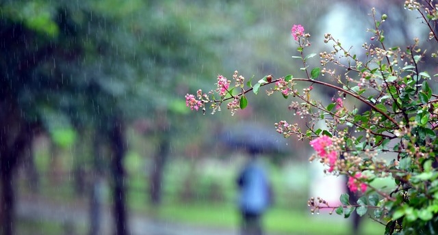 13일 오전 광주 서구 운천저수시 산책로에서 한 시민이 비를 맞으며 걷고 있다.