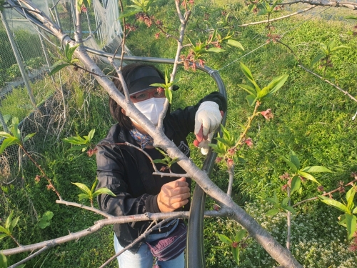 곡성군 전남에서 잘 살아보기 참가자가 복숭아 꽃 솎기를 하고 있다/사진=곡성군