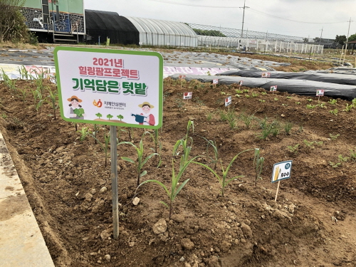 강서구, 치매노인 대상 '기억 담은 힐링팜 프로젝트' 추진