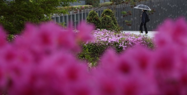 봄비가 촉촉히 내린 지난 12일 오후 서울 서대문구 이화여자대학교 교정에서 학생들이 우산을 들고 진달래와 철쭉 꽃길을 걸어가고 있다.