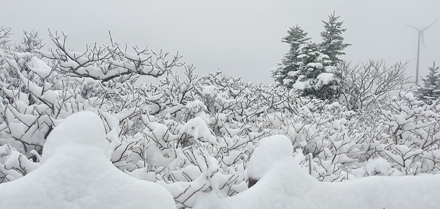 30일 오전 강원도 양양군 설악산국립공원 중청대피소 일대에 봄눈이 내려 쌓여 있다. (사진=설악산국립공원사무소 제공)