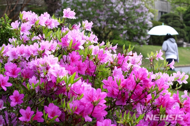 봄비가 촉촉히 내린 지난달 12일 오후 서울 서대문구 이화여자대학교 교정에서 학생들이 우산을 들고 진달래와 철쭉 꽃길을 걸어가고 있다.
