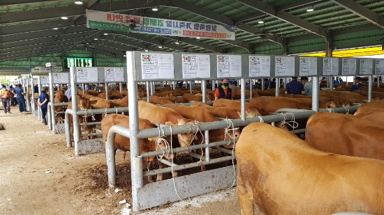 함평군 가축시장./사진=함평군
