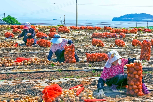 무안 양파밭 전경/사진=무안군