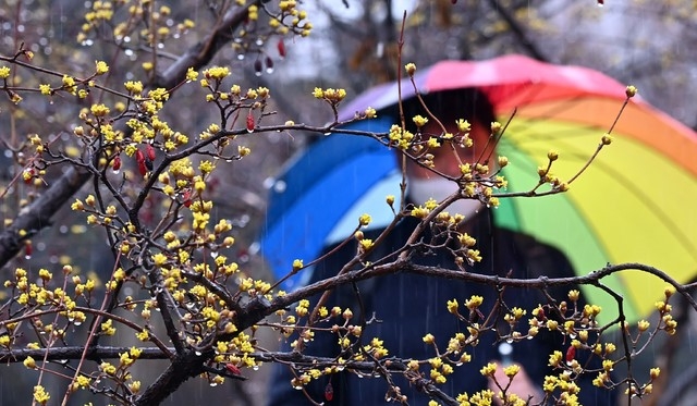 전국적으로 봄비가 내린 지난 3월1일 오후 경기도 수원시 팔달구 한 공원에 노란 산수유꽃이 활짝 피어 있다.