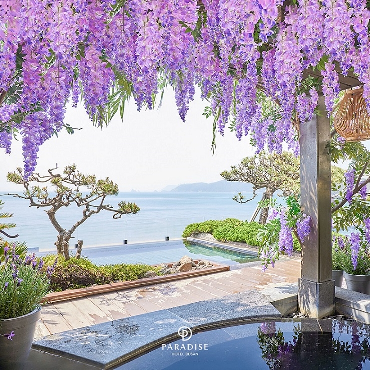 파라다이스호텔 부산, _라벤더 힐링 봄꽃 스파