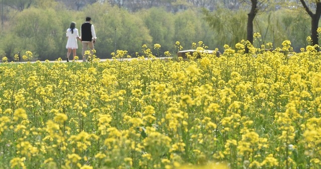 화창한 초여름 날씨를 보인 31일 오후 대구 북구 금호강 하중도 봄꽃단지를 찾은 시민들이 활짝 핀 유채꽃 사이를 거닐고 있다.