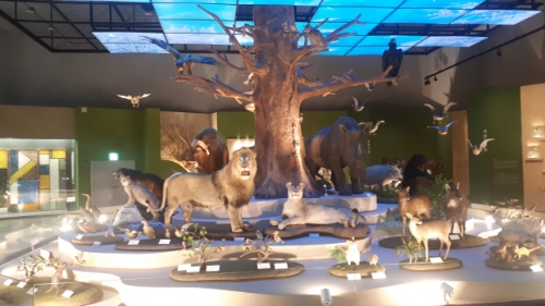 목포자연사박물관 내 육상생물전시관/사진=목포시