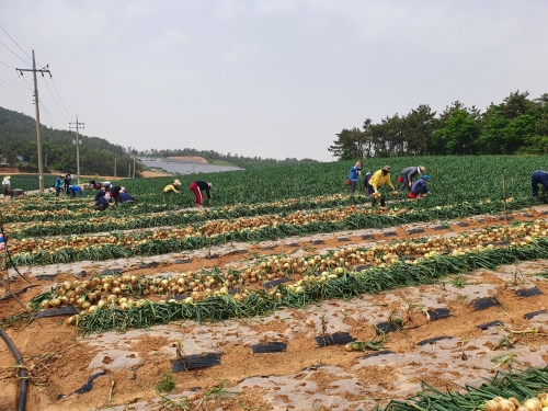 농업기술센터 소속 공무원 40명은 7일 올해 첫 농촌일손돕기로 해제면 유월리 양파 재배농가를 방문해 0.7ha 면적의 양파를 수확하며 구슬땀을 흘렸다/사진=무안군