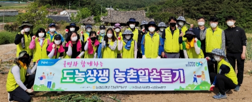 전남농협, 무안 양파수확 일손돕기/사진=전남농협