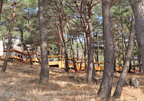 지리산정원 솔숲/사진=구례군