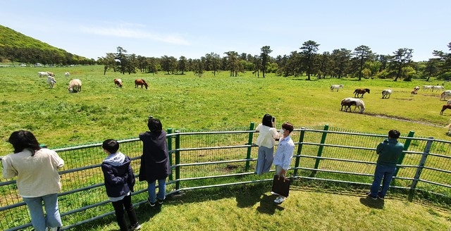 어린이날인 5일 오후 제주시 용강동 마(馬) 방목지를 찾은 관광객들이 천연기념물 제347호인 제주마를 보며 즐거운 시간을 보내고 있다.