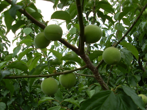 광양매실/사진=광양시