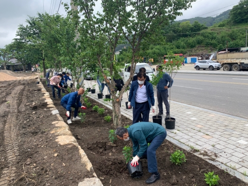 구례군 농촌지도자회, 수국 꽃길 조성 구슬땀/사진=구례군