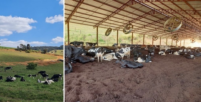 라이브케어 서비스가 구축된 브라질 농장 (사진제공=유라이크코리아)