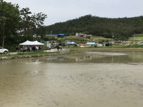 신안군, 드론으로 볍씨 뿌리고 노동력 절감/사진=신안군
