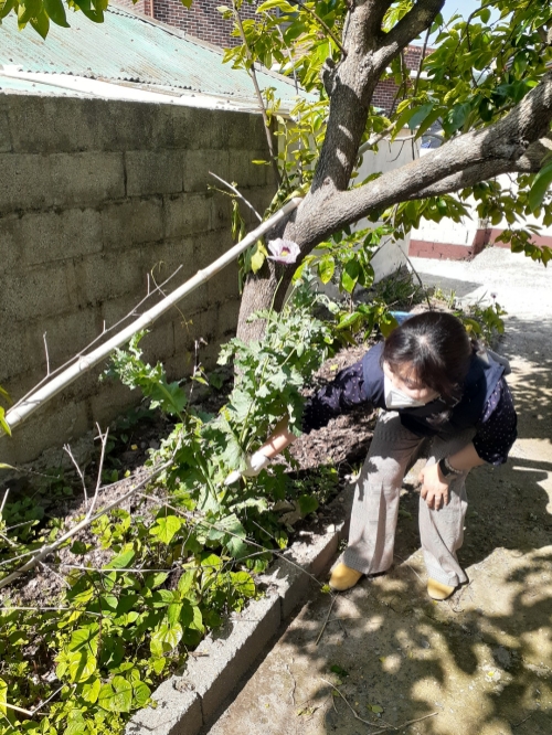 진도군, 양귀비·대마 불법 재배 중점 단속/사진=진도군