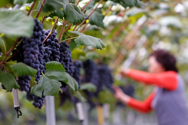 농어촌공사, 과실전문생산단지 기반조성사업 생산성 증대…경영지속성↑