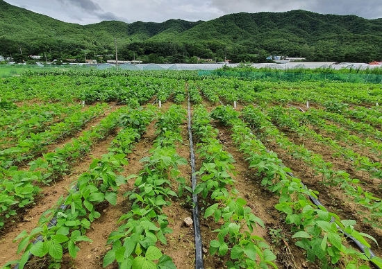 사진 = 경기도농업기술원