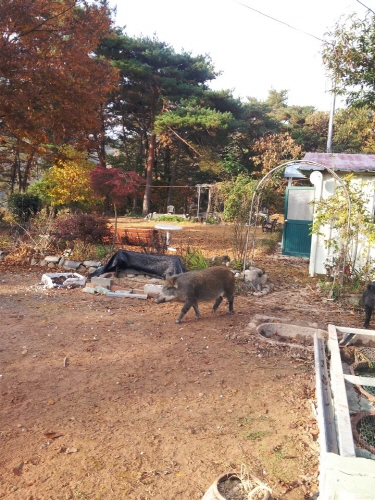 경남 함안군, '수확기 야생동물 피해방지단' 모집