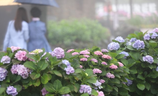 귀포시 남원읍 휴애리자연생활공원을 찾은 관광객이 수국 길을 즐기고 있다.