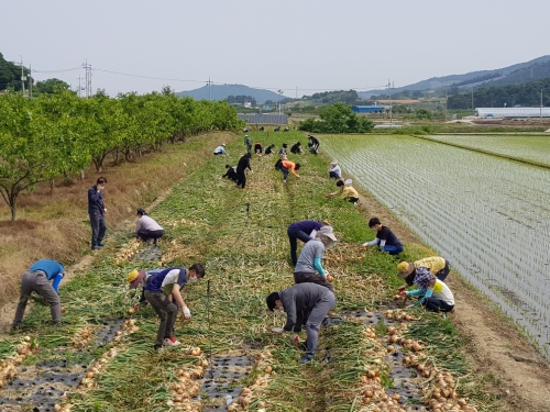 영암군 금정면은 ‘봄철 영농기 일손 돕기' 기간을 맞아 적기 영농을 위한 농촌 일손돕기에 구슬땀을 흘렸다/사진=영암군
