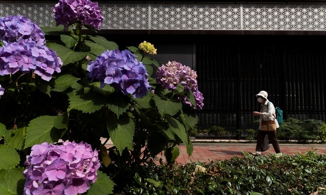 일본 수도 도쿄에서 3일 코로나19 예방을 위해 마스크를 착용한 시민이 흐드러지게 핀 수국 옆을 지나가고 있다. 수국 꽃이 개화하면 열도에 장마가 가까웠다는 신호다.