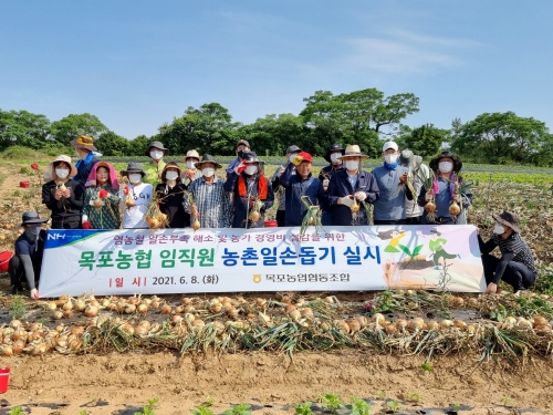 목포농협은 최근 본격적인 영농철 맞아 임직원 20여명과 함께 8일 관내 고하도 일대 양파 수확 농가를 방문해 농촌일손 돕기를 실시했다/사진=목포농협