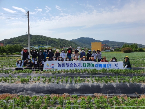진도군, 영농철 맞아 농촌일손돕기/사진=진도군