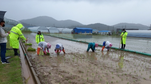 고흥군, 벼 품종비교 전시포 모내기 실시현장 모습/사진=고흥군