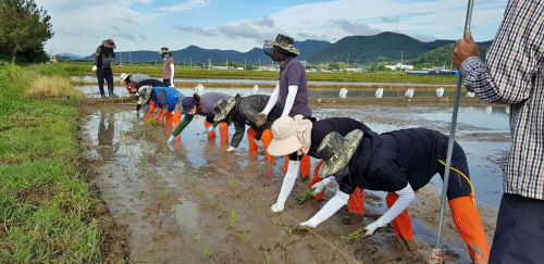 장흥군은 지난 4일 농업기술센터에서 운영하는 벼 병해충 예찰답(23a)에서 병해충 저항성 및 지역 적응성 품종 등 55품종의 벼 손 모내기를 실시했다
