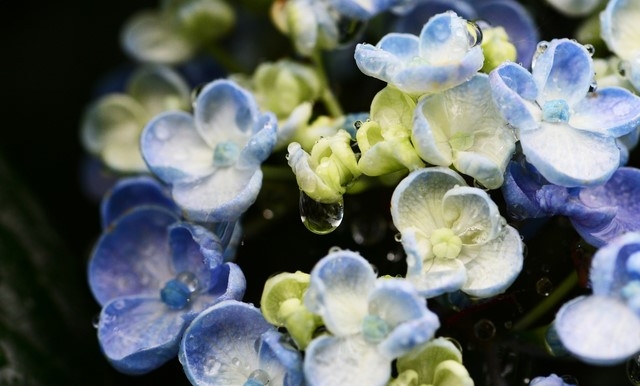 전국적으로 비가 내리고 있는 3일 오후 경남 남해군 설천면 인근 도로가에서 활짝 꽃망울을 터뜨린 수국에 빗방울이 맺혀 있다.